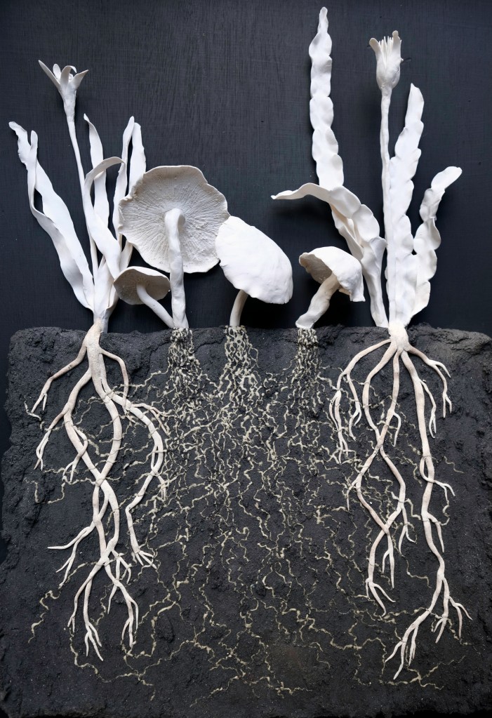 Unearthed Mycelium - photograph by Elsa Pearl 12" x 16" Giclée Prints Edition of 50 - £90 each
